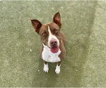 Small #2 Mutt