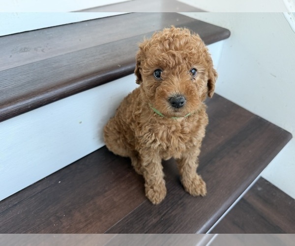 Medium Photo #21 Labradoodle Puppy For Sale in THOUSAND OAKS, CA, USA