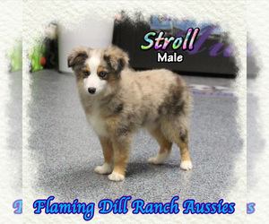 Miniature Australian Shepherd Puppy for sale in FORESTBURG, TX, USA