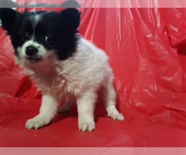 Medium Photo #5 Pomeranian Puppy For Sale in SCOTTVILLE, MI, USA