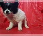 Small Photo #5 Pomeranian Puppy For Sale in SCOTTVILLE, MI, USA