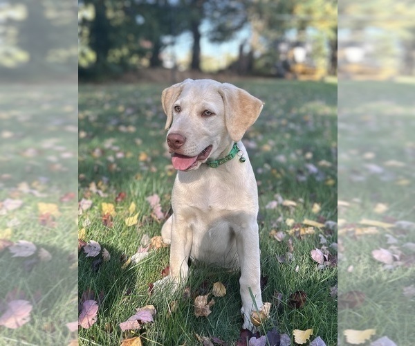 Medium Photo #20 Labrador Retriever Puppy For Sale in FREDERICKSBG, OH, USA