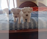 Small Photo #1 Schnauzer (Miniature) Puppy For Sale in COLONIAL HEIGHTS, TN, USA