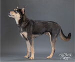 Small #2 Huskies  Mix