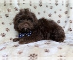 Small #1 ShihPoo