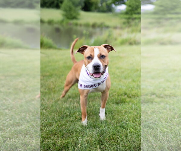 Medium Photo #2 Mutt Puppy For Sale in Crete, IL, USA