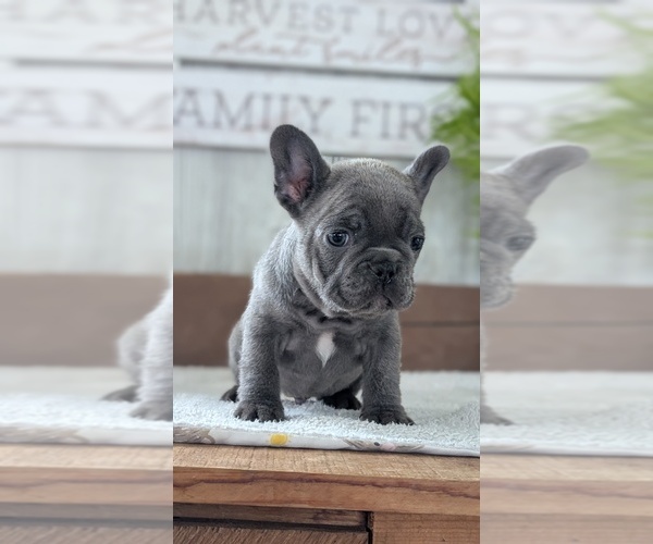 Medium Photo #14 French Bulldog Puppy For Sale in GOSHEN, IN, USA