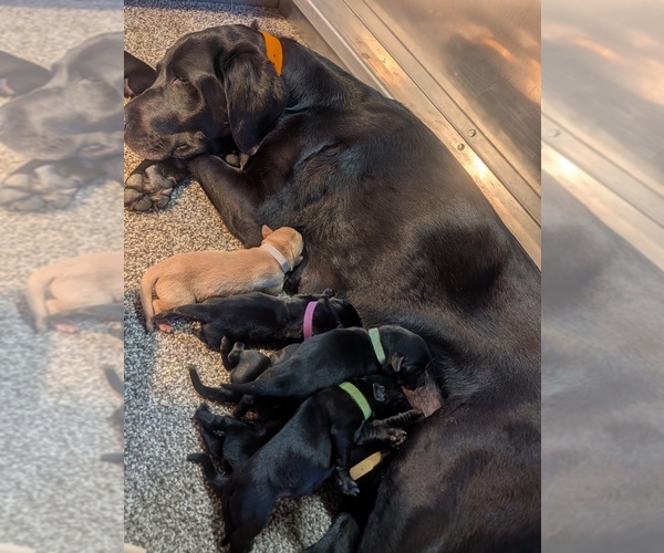 Medium Photo #4 Labrador Retriever Puppy For Sale in WISNER, NE, USA
