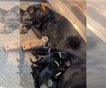 Small #3 Labrador Retriever