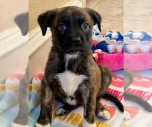 Boxer-Unknown Mix Dogs for adoption in Winter Park, CO, USA