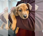 Small #1 Labrador Retriever Mix