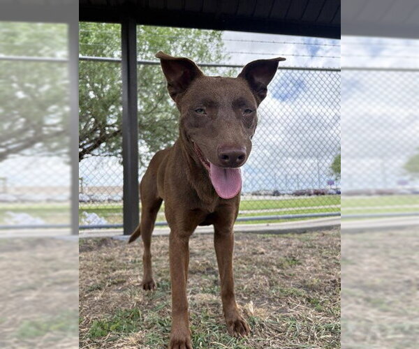 Medium Photo #1 Labrador Retriever-Unknown Mix Puppy For Sale in Corpus Christi, TX, USA
