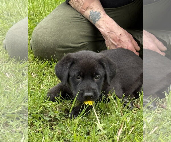Medium Photo #4 Labrador Retriever-Unknown Mix Puppy For Sale in Stevens Point, WI, USA