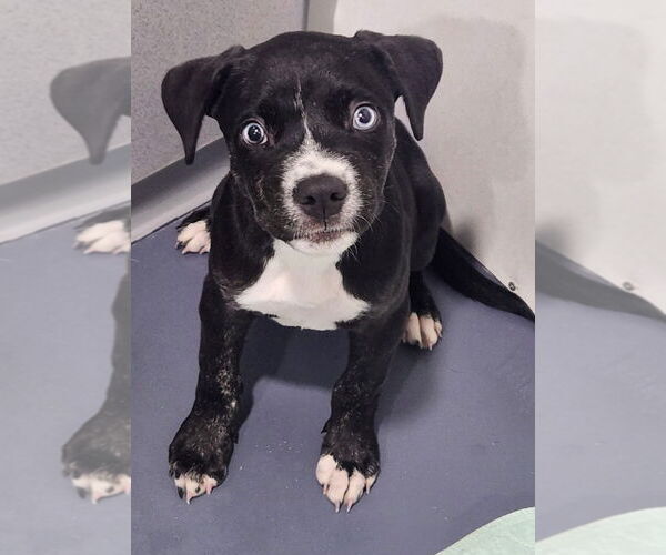 Medium Photo #1 Border Collie-Unknown Mix Puppy For Sale in Walnutport, PA, USA