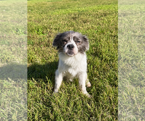 Allie Sep 26 - Female Mutt Dog for Adoption - Photo #4
