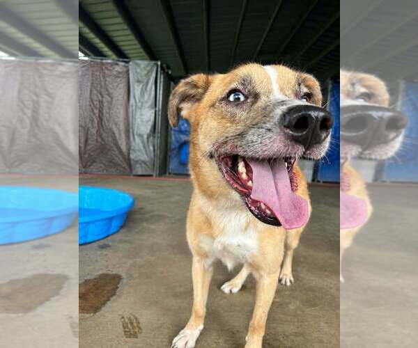 Medium Photo #2 Mutt Puppy For Sale in Abbeville, LA, USA