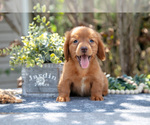 Small #1 Dachshund