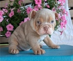 Small #4 English Bulldog