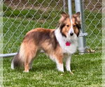 Small #1 Mutt