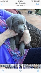 Labrador Retriever Puppy for sale in NEW BRAUNFELS, TX, USA