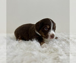 Puppy Baloo Aussiedoodle Miniature -Miniature Bernedoodle Mix