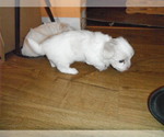 Small Photo #12 Coton de Tulear Puppy For Sale in COLUMBIA, MO, USA