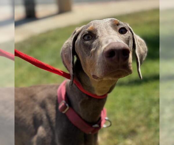 Medium Photo #4 Doberman Pinscher Puppy For Sale in San Diego, CA, USA