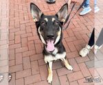 Small Photo #5 German Shepherd Dog-Unknown Mix Puppy For Sale in Washington, DC, USA