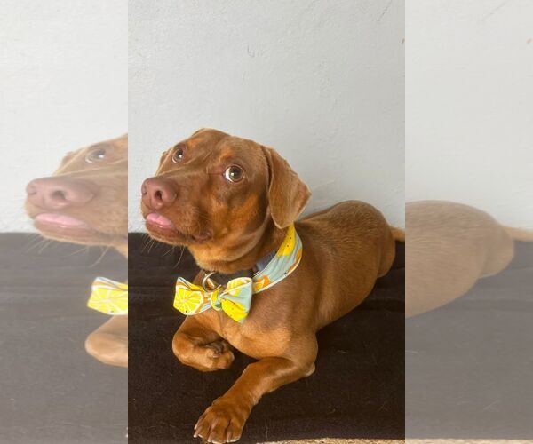 Medium Photo #3 Dachshund-Unknown Mix Puppy For Sale in NYC, NY, USA