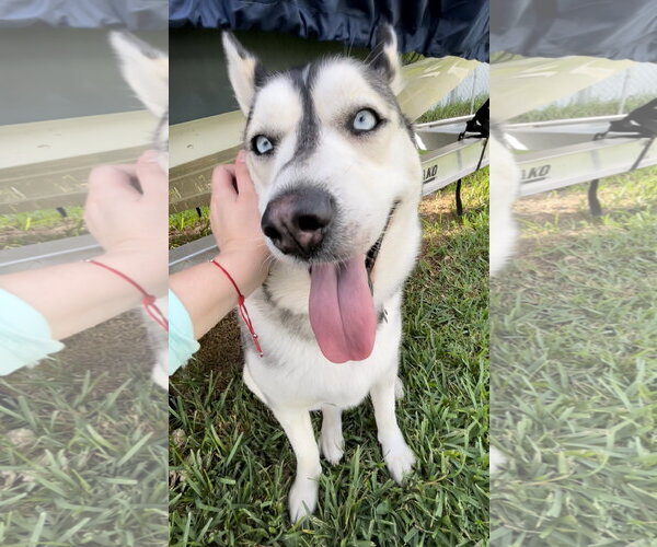 Medium Photo #2 Siberian Husky Puppy For Sale in Miami, FL, USA