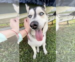 Small #1 Siberian Husky