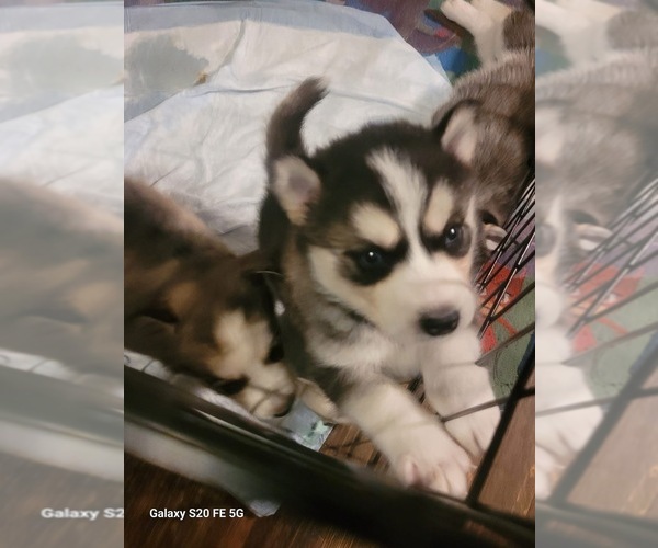 Medium Photo #5 Siberian Husky Puppy For Sale in CLIFFWOOD, NJ, USA
