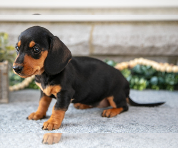 Medium Photo #10 Dachshund Puppy For Sale in NAPPANEE, IN, USA