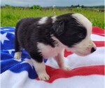 Small Photo #37 Border Collie Puppy For Sale in NORBORNE, MO, USA