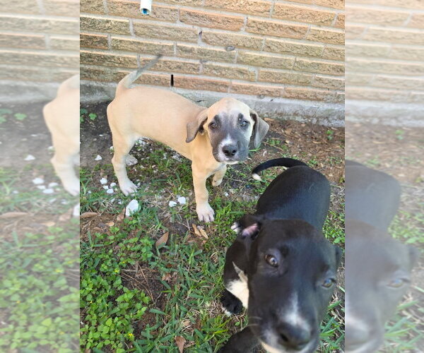 Medium Photo #2 Great Dane Puppy For Sale in Bullard, TX, USA
