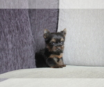 Small Photo #5 Yorkshire Terrier Puppy For Sale in MANHATTAN, NY, USA