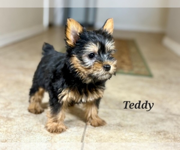 Medium Photo #2 Silky Terrier Puppy For Sale in TUCSON, AZ, USA