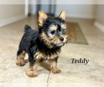 Small #1 Silky Terrier