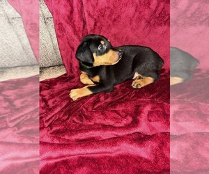 Doberman Pinscher Puppy for sale in OAK FOREST, IL, USA