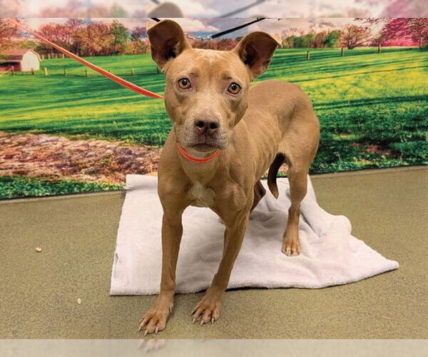 Medium Photo #1 Mutt Puppy For Sale in Moreno Valley, CA, USA