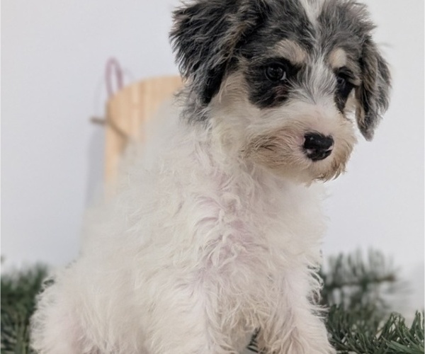 Medium Photo #25 Schnoodle (Miniature) Puppy For Sale in GOSHEN, IN, USA