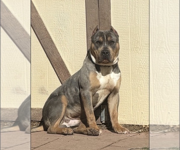 Medium Photo #1 American Bully Puppy For Sale in AURORA, CO, USA