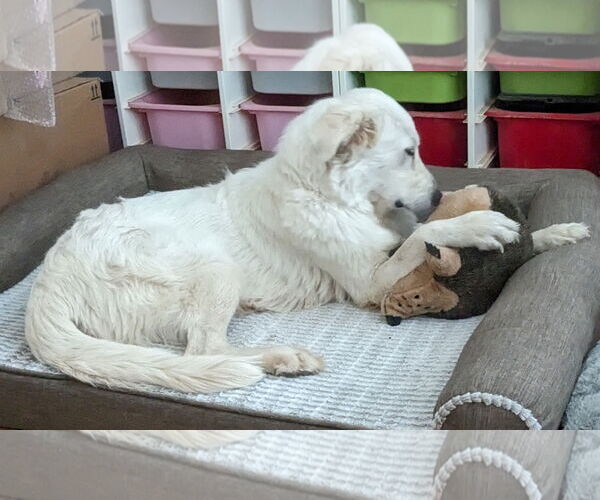Medium Photo #16 Great Pyrenees Puppy For Sale in Spring, TX, USA