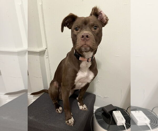 Medium Photo #5 Mutt Puppy For Sale in Boston, MA, USA