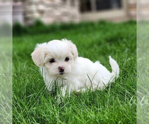 Zuchon Puppy for sale in ABBOTSFORD, WI, USA