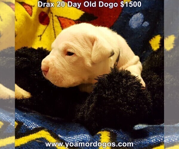 Medium Photo #36 Dogo Argentino Puppy For Sale in JANE, MO, USA