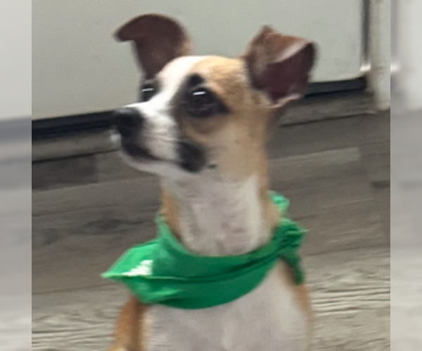 Medium Photo #3 Chihuahua-Unknown Mix Puppy For Sale in HOUSTON, TX, USA