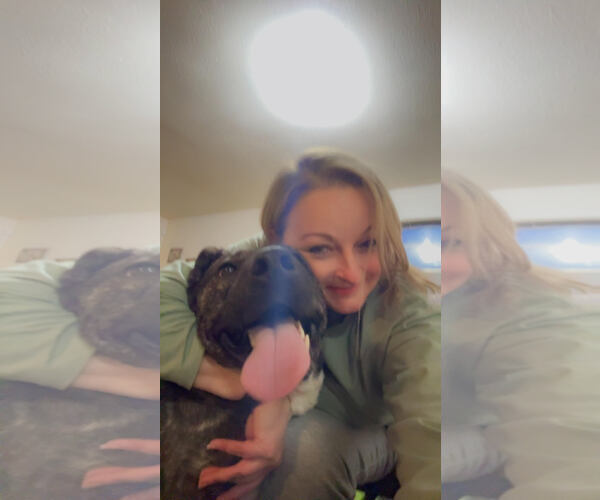 Medium Photo #6 Catahoula Leopard Dog-Labrador Retriever Mix Puppy For Sale in Wakefield, RI, USA