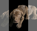 Puppy 2 American Staffordshire Terrier-Labrador Retriever Mix