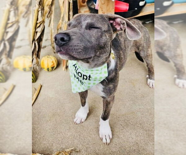 Medium Photo #32 American Pit Bull Terrier-Chihuahua Mix Puppy For Sale in Germantown, OH, USA